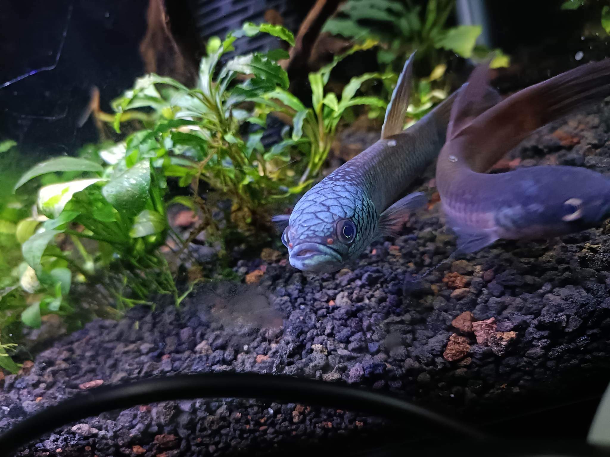betta95