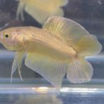 betta68
