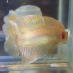 betta68