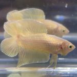 betta68