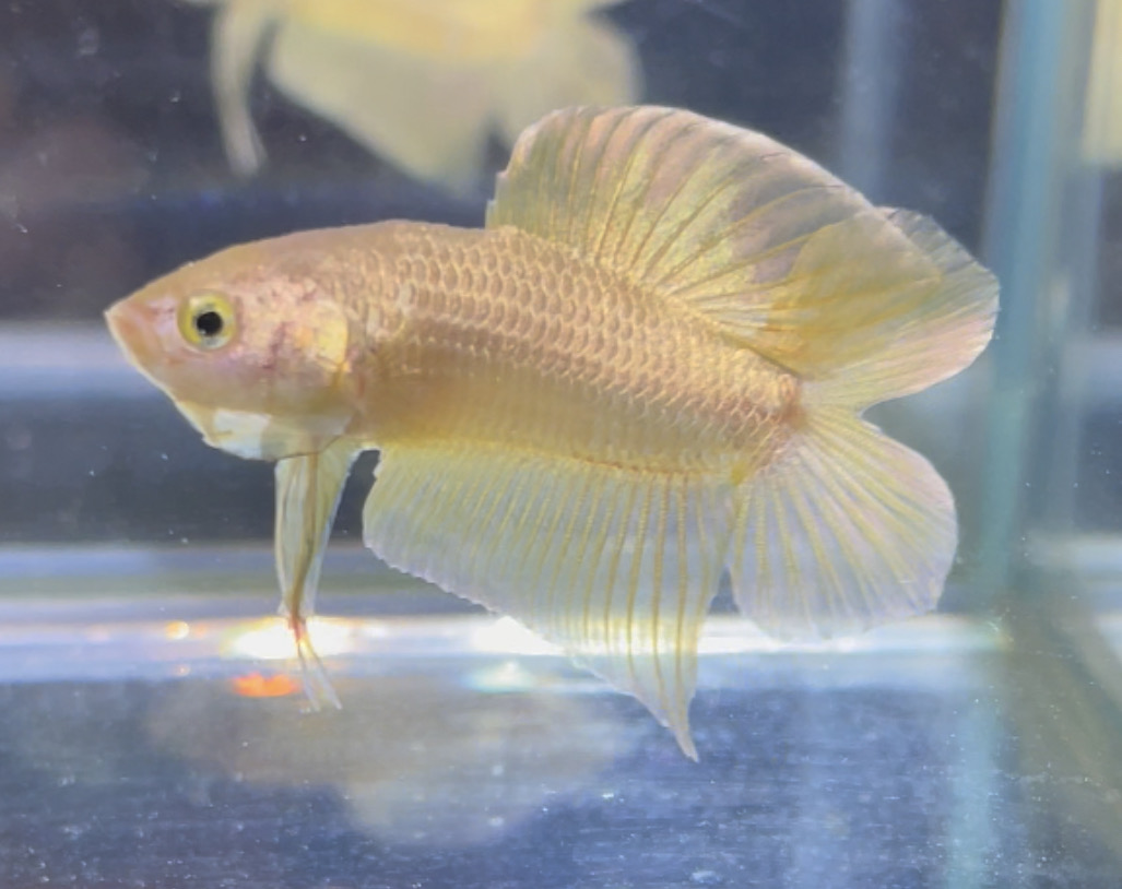 betta68