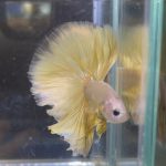 betta83