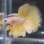 betta83