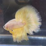 betta83