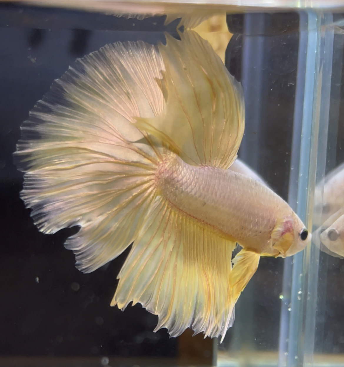 betta83