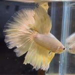 betta83
