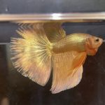 betta84