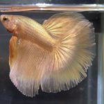 betta84