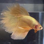 betta84