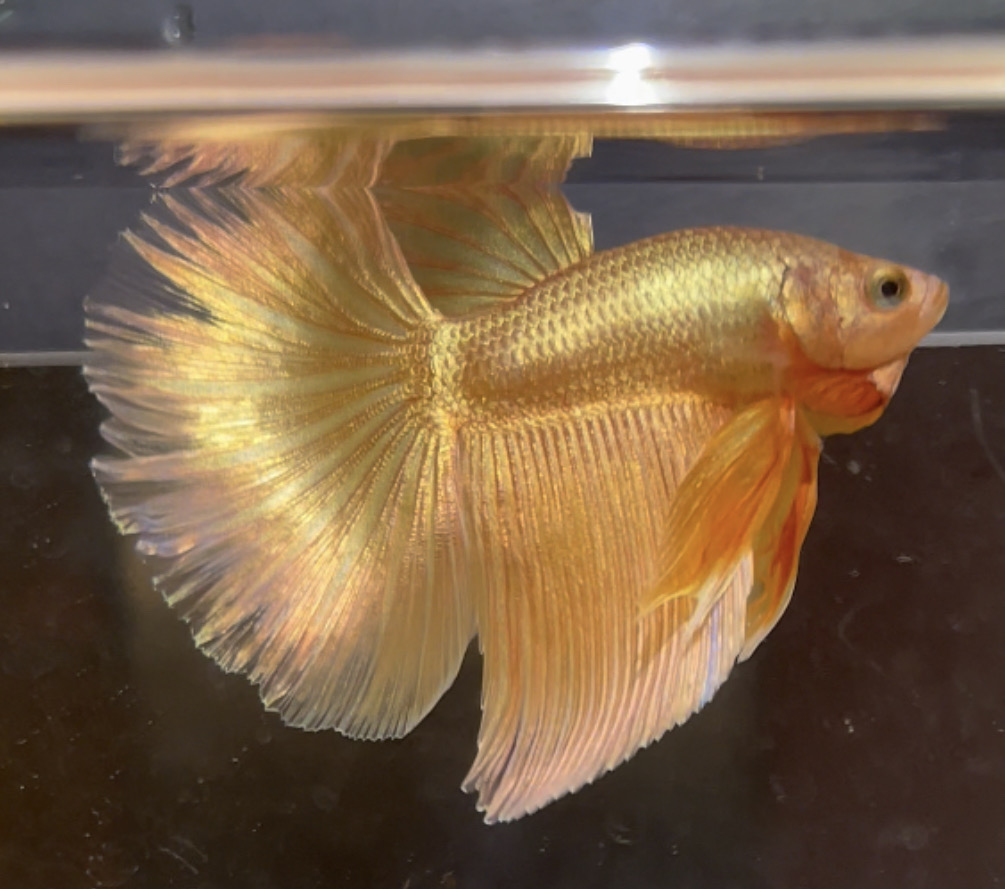 betta84