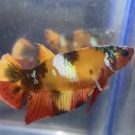 betta82