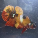 betta82