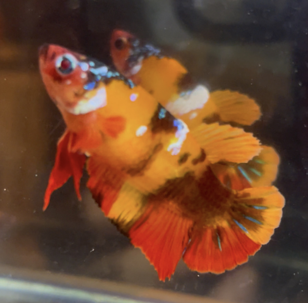 betta82