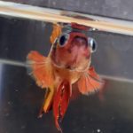 betta82