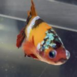 betta82