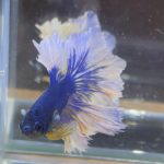betta81