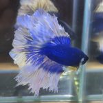 betta81