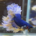 betta81