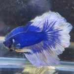betta81