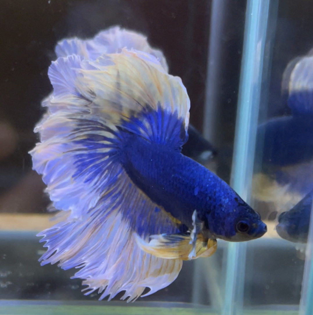 betta81