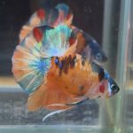 betta80