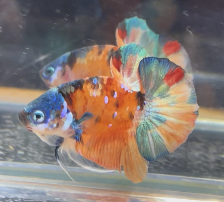 betta80