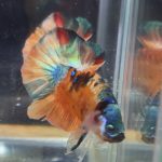 betta80