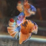 betta80