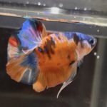 betta80