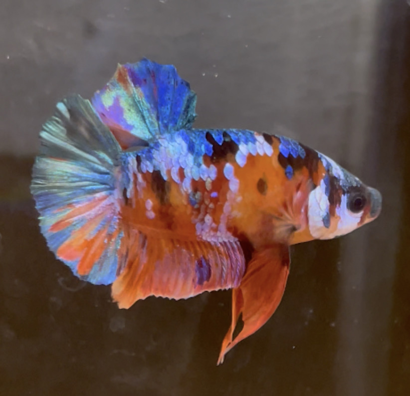 betta79