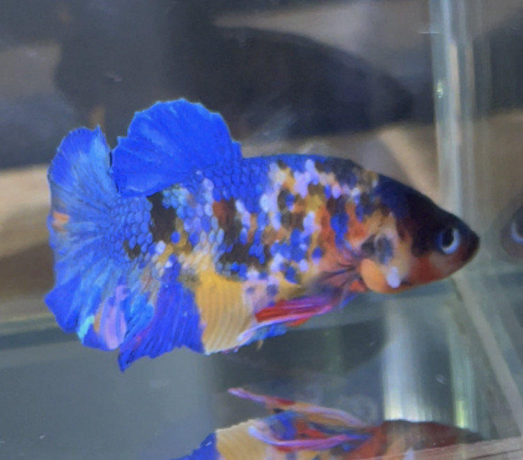 betta78