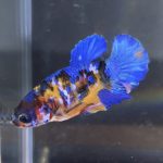 betta78