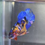betta78