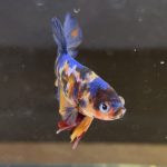 betta78