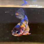betta78