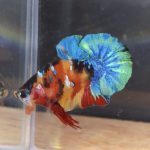 betta77