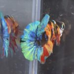 betta77