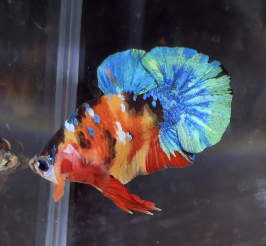 betta77