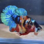 betta77