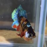 betta77