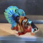betta77