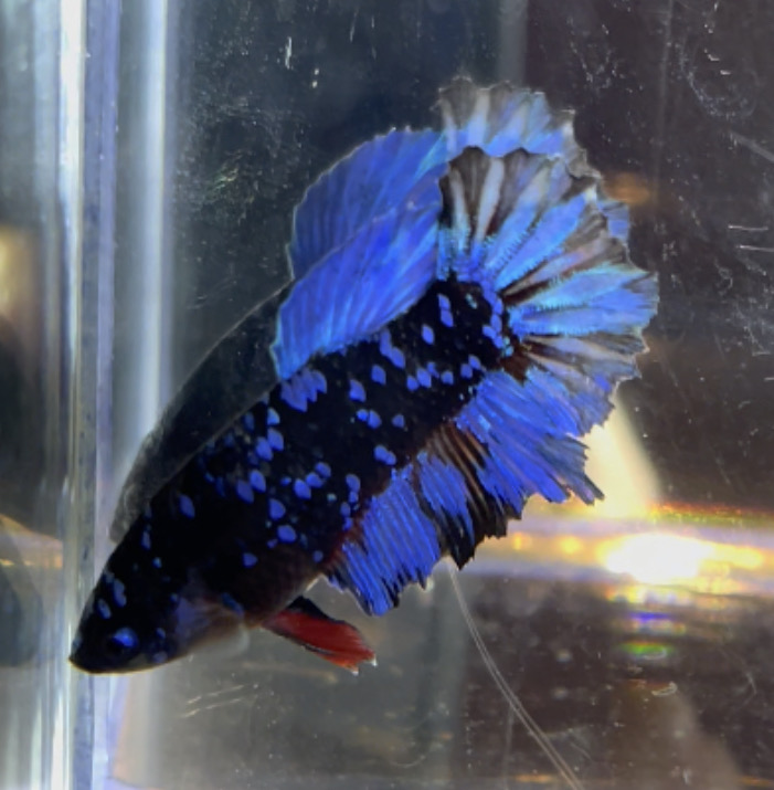 betta76