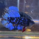 betta76