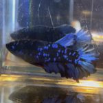 betta76