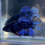 betta76