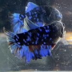 betta76