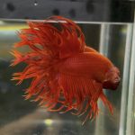 betta71