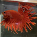betta71