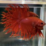 betta71