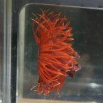 betta71